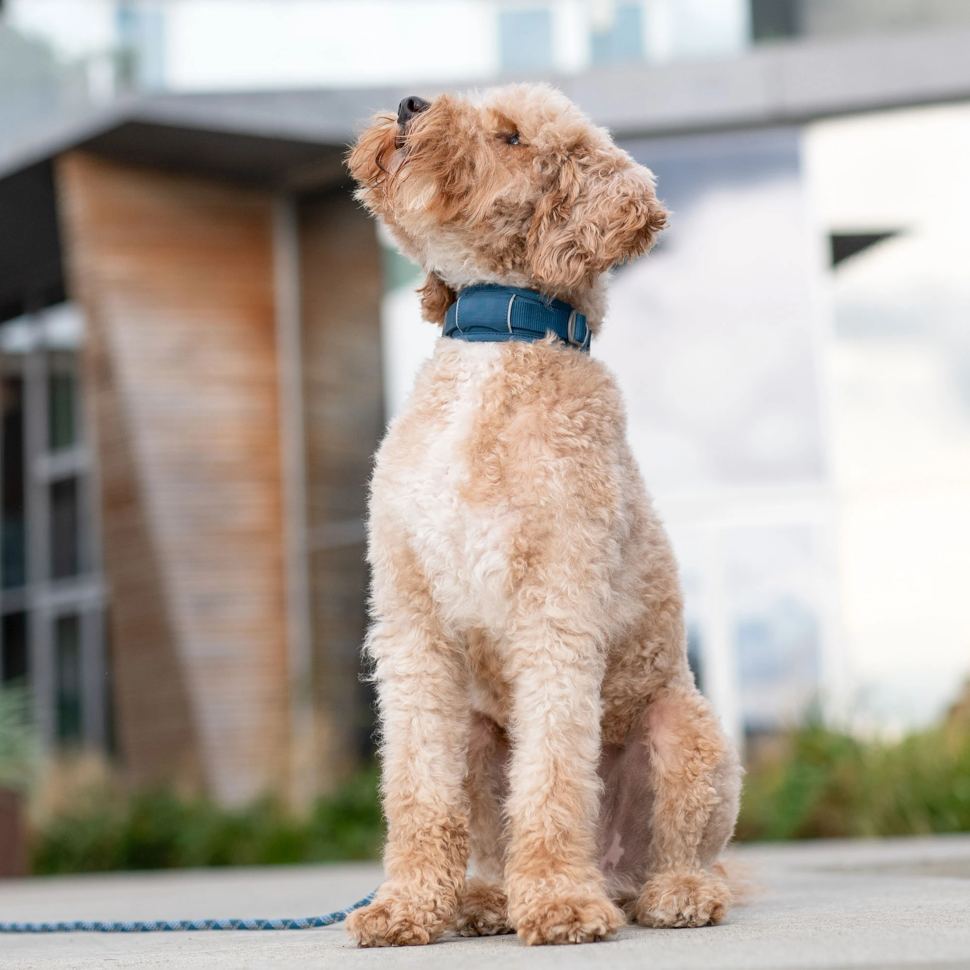 DOG Copenhagen honden halsband | Groen