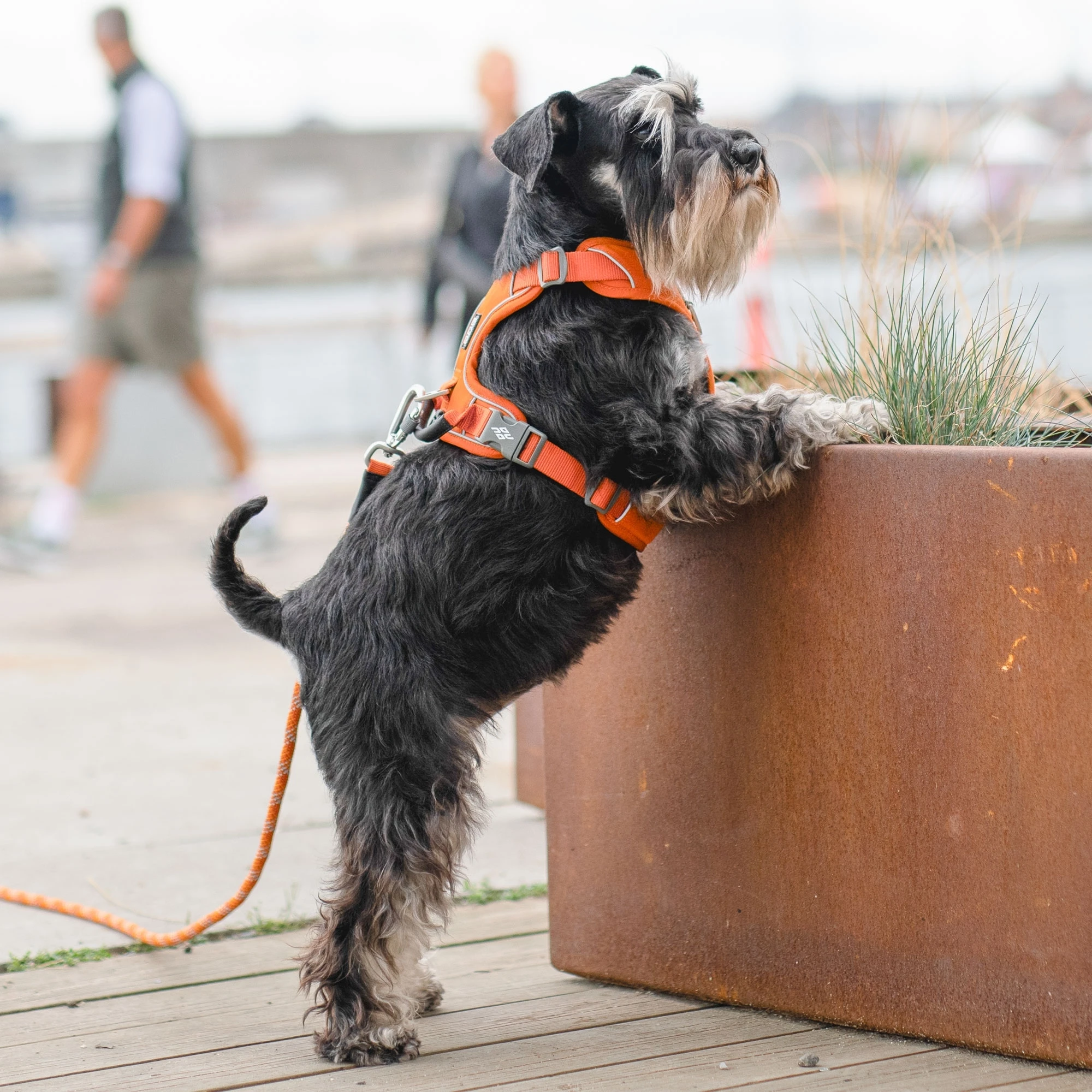 DOG Copenhagen tuig | Comfort Walk Pro Groen
