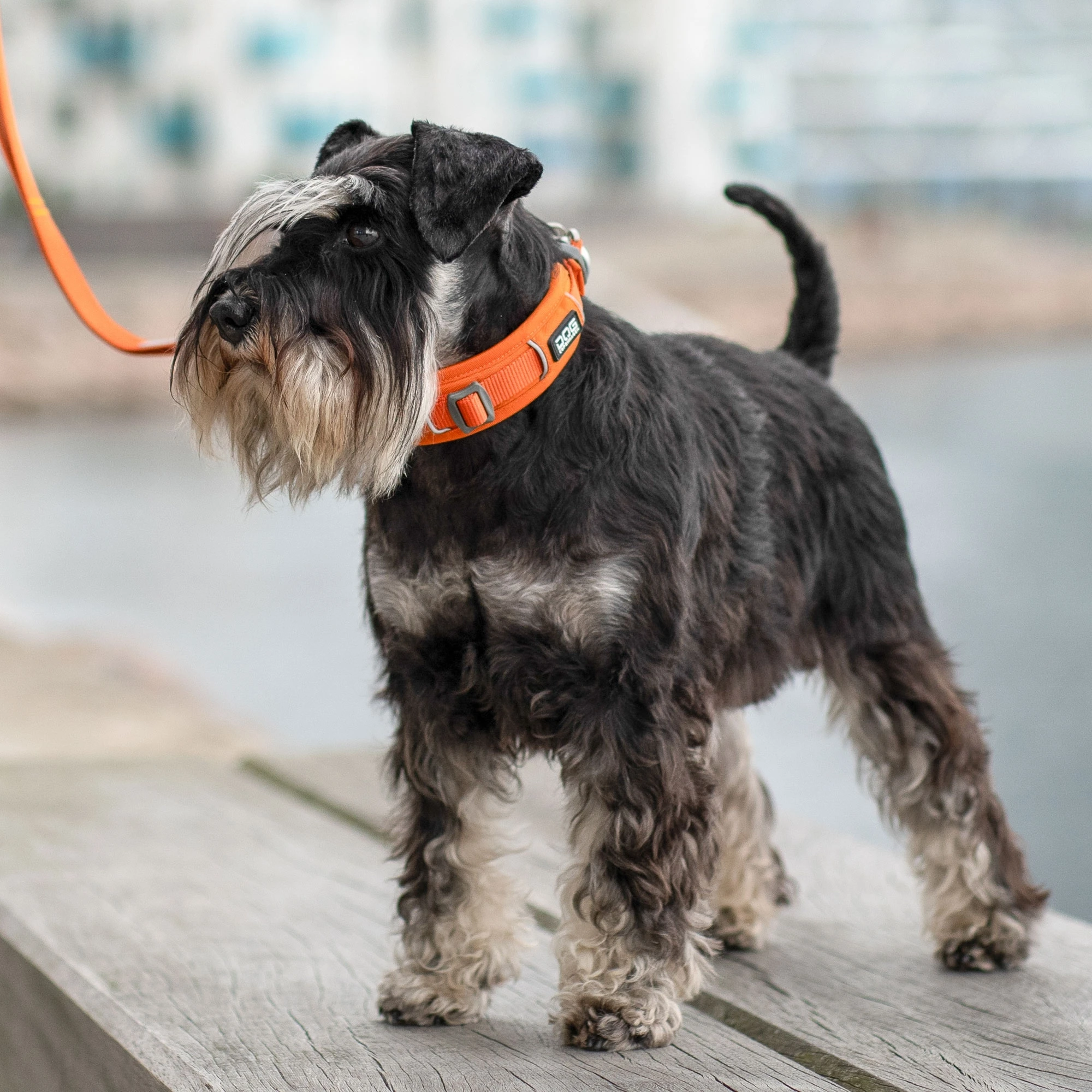 DOG Copenhagen honden halsband | Bruin