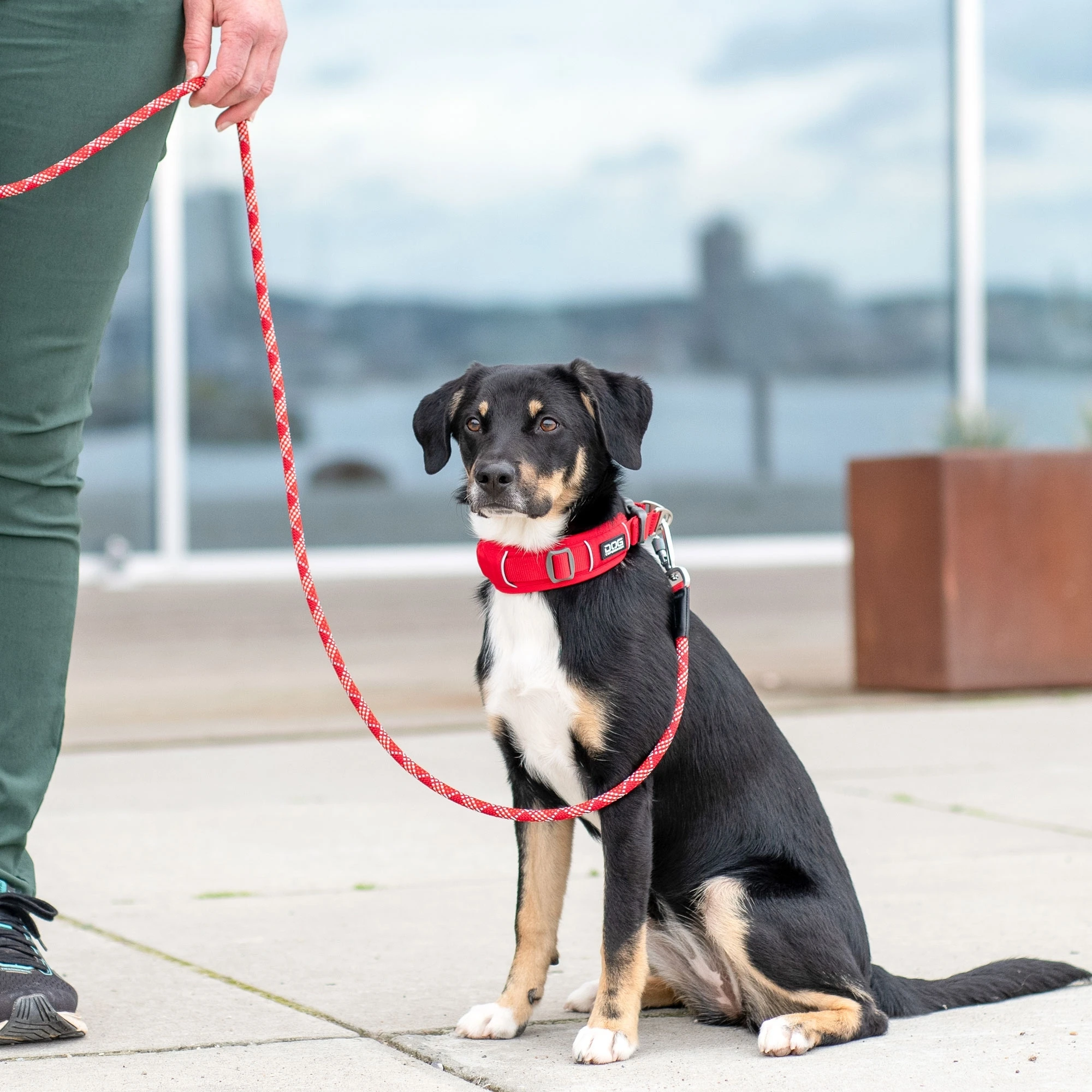 DOG Copenhagen honden halsband | Groen