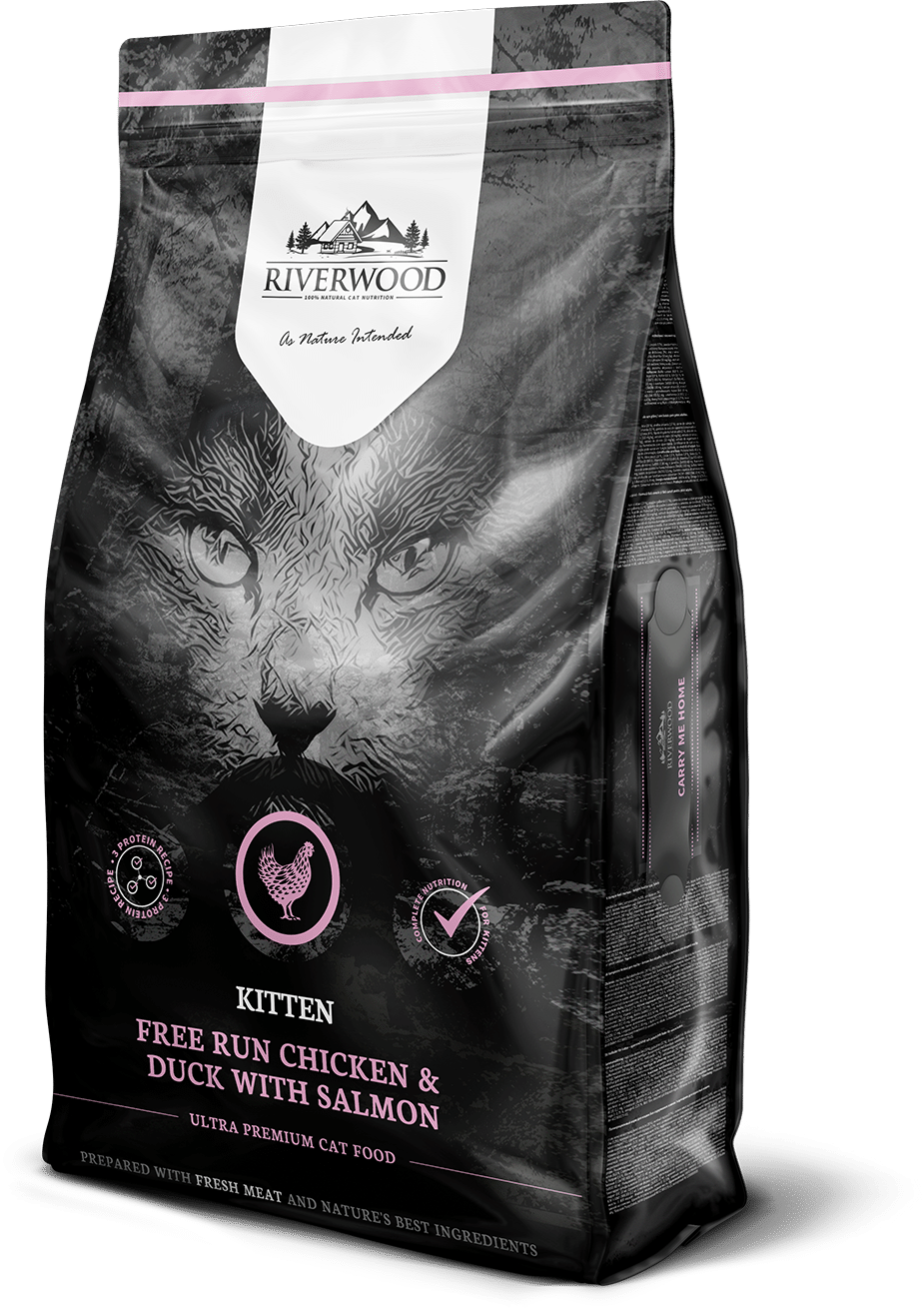 Riverwood Kitten