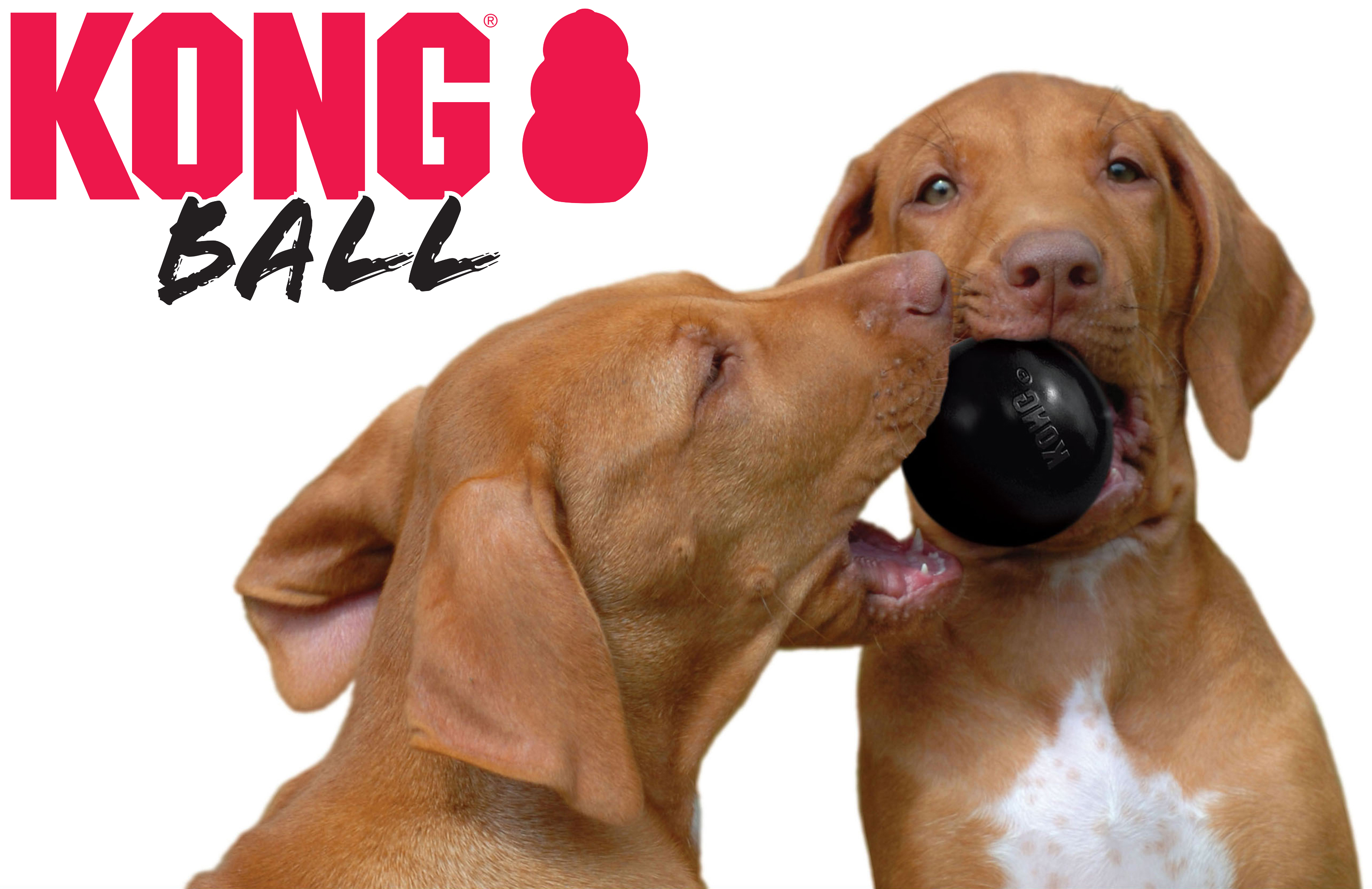 Kong Extreme Ball Medium/Large