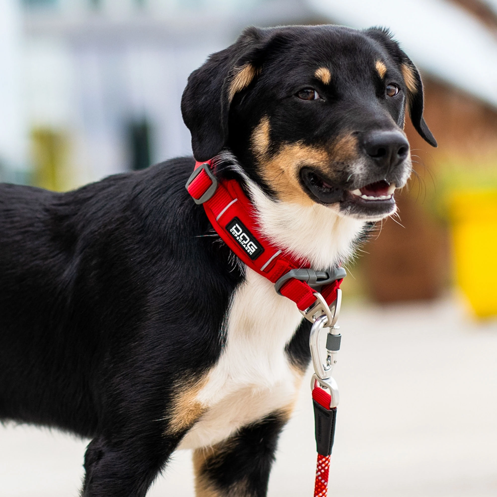 DOG Copenhagen honden halsband | Bruin