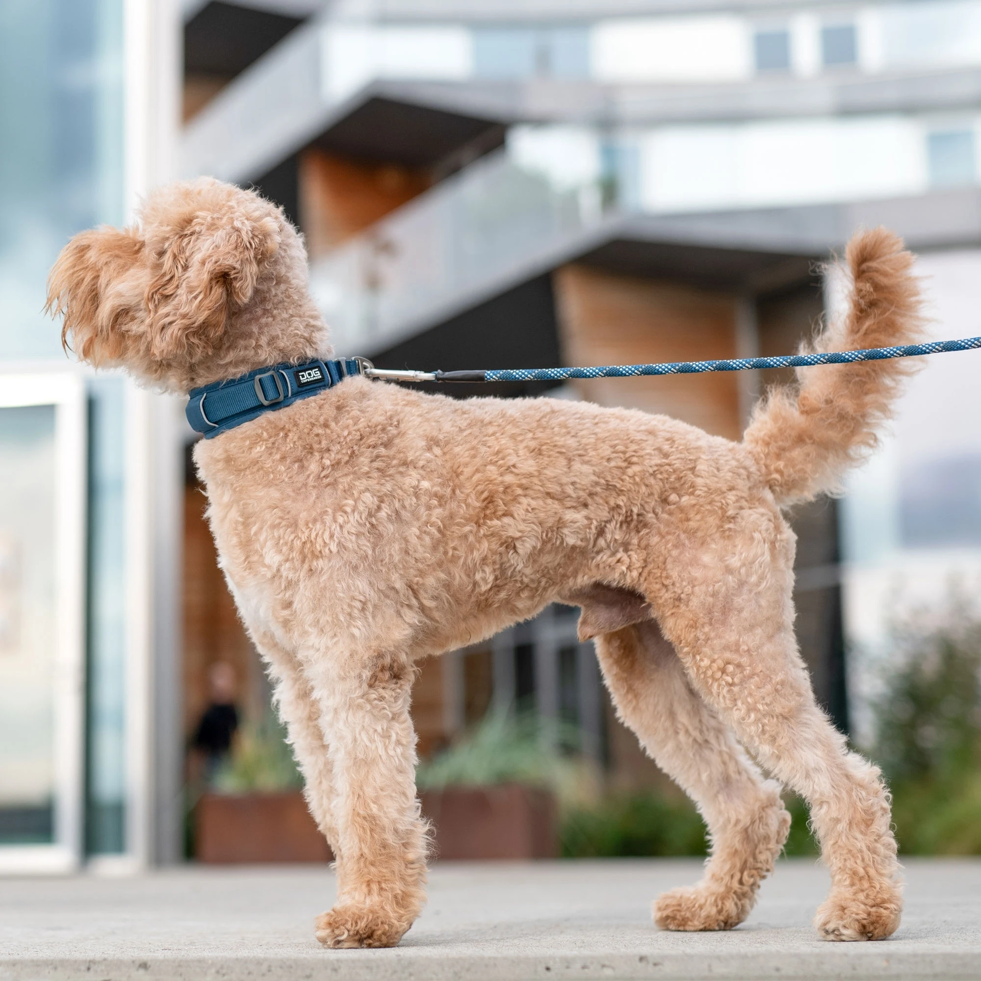 DOG Copenhagen honden halsband | Paars